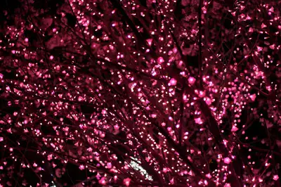 Solar net lights draped over hedges in a garden