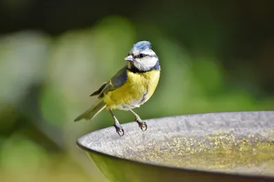 10 Best Solar Bird Bath Fountains That Actually Keep Birds Coming Back