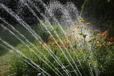 Solar pump irrigating rows of garden crops