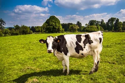 Cattle grazing near solar panels on a farm field