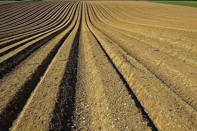 Plastic sheeting laid over weeds for solar sterilization